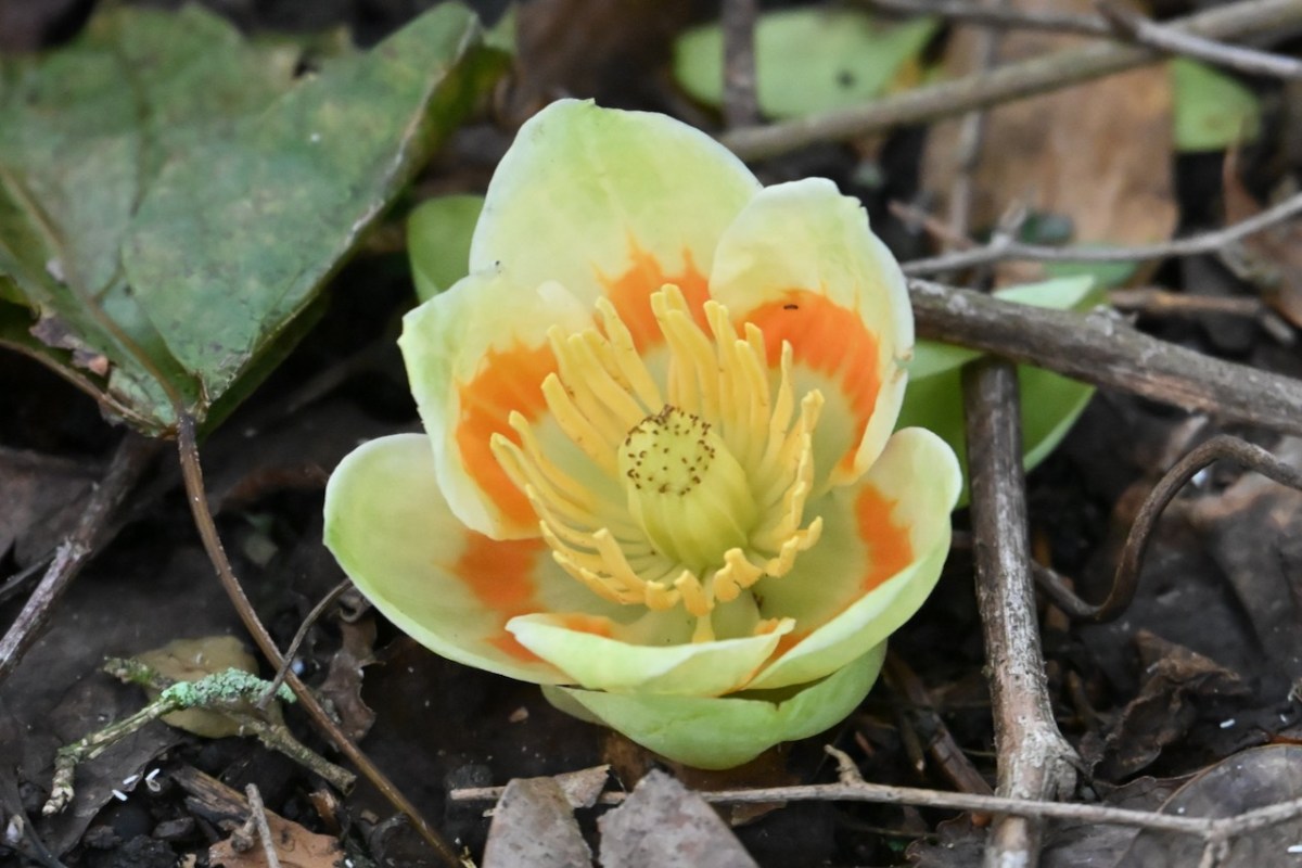 Tulip Poplar